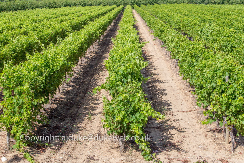 stock Luberon wine vinyards near Menerbes, Luberon, Provence, France