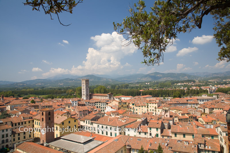 View from Torre Guinigi across Lucca, Tuscany, italy